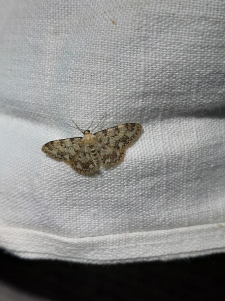 Idaea inquinata  - Sylvain Lethuillier