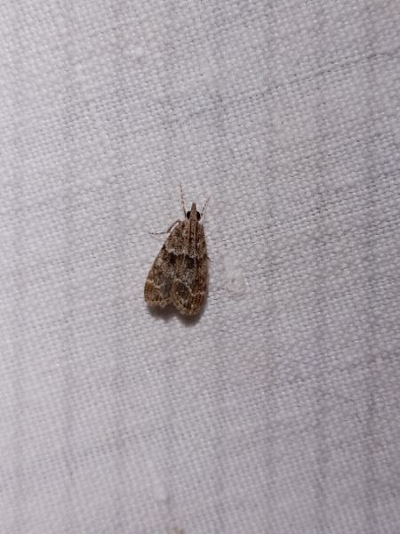 Eudonia mercurella  - Sylvain Lethuillier