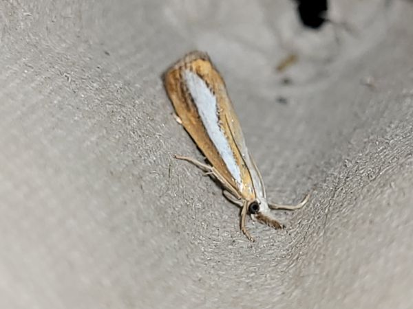 Catoptria margaritella  - Thomas Lux