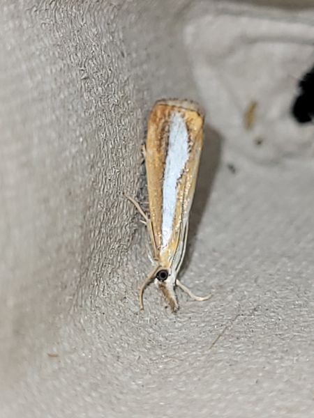Catoptria margaritella  - Thomas Lux