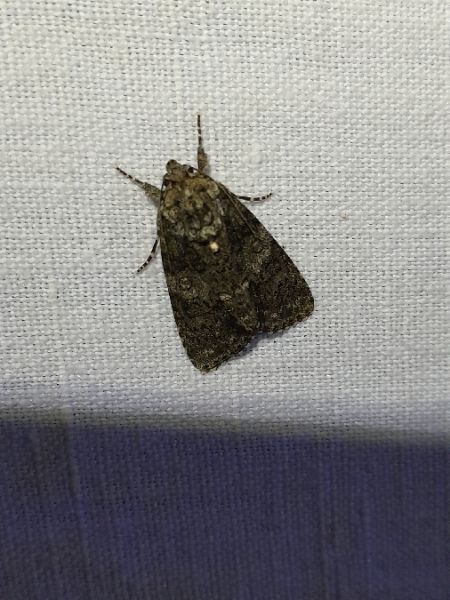 Noctuelle de la patience  - Sylvain Lethuillier