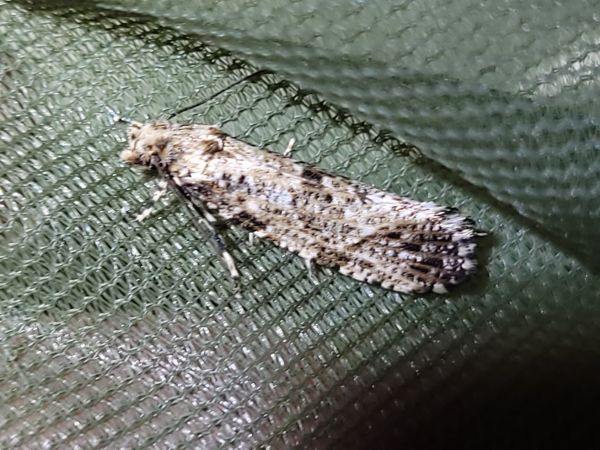 Morophaga choragella  - Thomas Lux