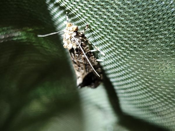 Morophaga choragella  - Thomas Lux