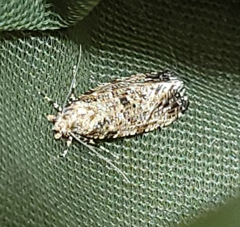 Morophaga choragella  - Thomas Lux