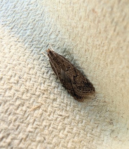 Helcystogramma lutatella 