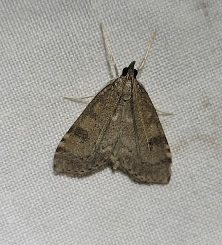 Udea prunalis  - Thomas Lux