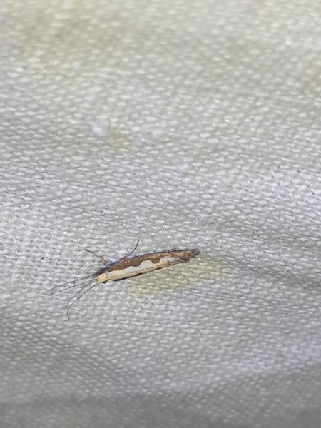 Plutella xylostella  - Sylvain Lethuillier