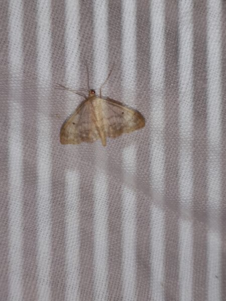 Idaea biselata  - Sylvain Lethuillier