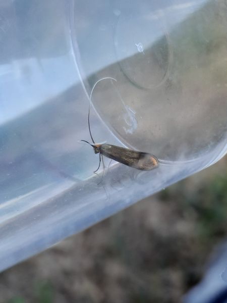 Nemophora metallica  - Sylvain Lethuillier