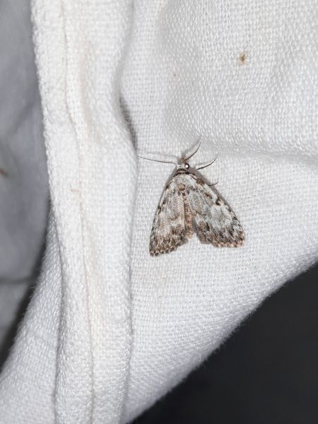 Meganola strigula  - Sylvain Lethuillier