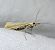 Agriphila straminella  - Thomas Lux