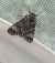 Acronicta megacephala  - Thomas Lux
