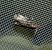 Acrobasis advenella 