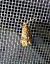 Lobesia sp. 