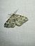 Mesotype didymata  - Thomas Lux