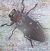 Chrysobothris affinis  - Christian Rust