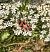 Clairon des abeilles 