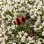 Clairon des abeilles 