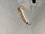 Catoptria margaritella  - Thomas Lux