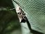 Morophaga choragella  - Thomas Lux