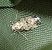 Morophaga choragella  - Thomas Lux