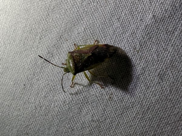 Acanthosoma haemorrhoidale 