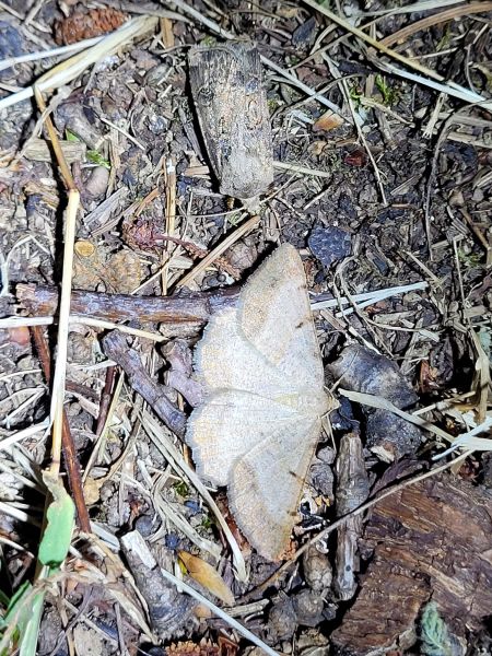 Selidosema brunnearia  - Thomas Lux