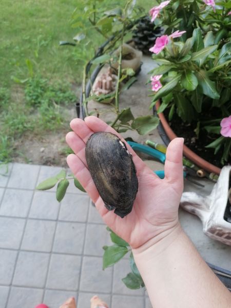 Anodonta cygnea  - Aurora Panizza