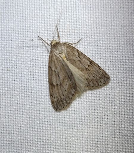 Pachycnemia hippocastanaria  - Thomas Lux