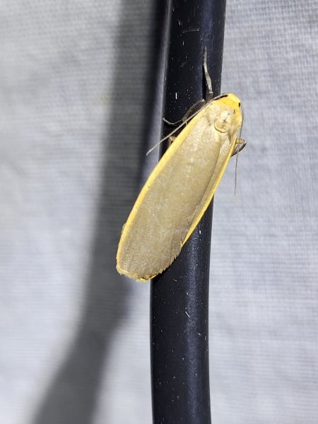 Lithosie déprimée (L. ocre)  - Thomas Lux
