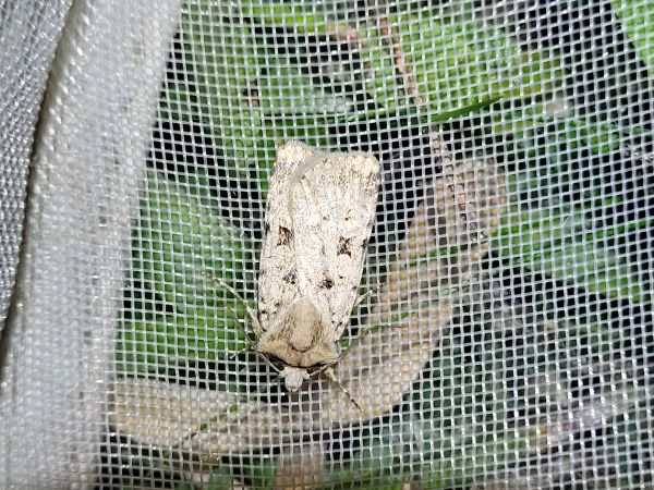 Chersotis multangula  - Thomas Lux