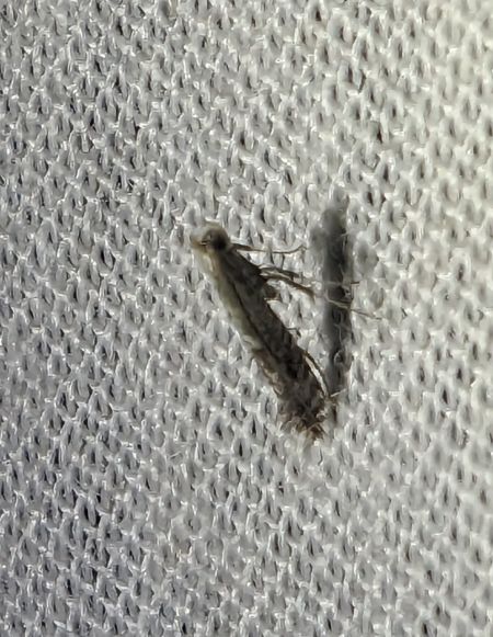 Parornix sp. 