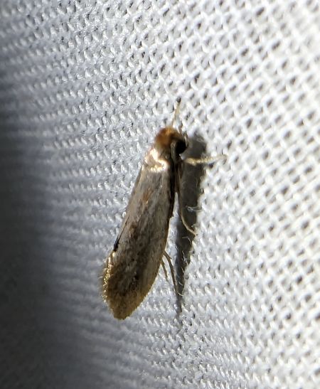 Tinea semifulvella 