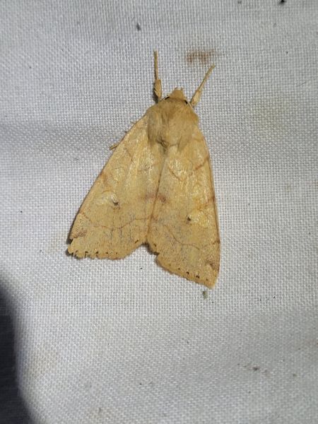 Enargia paleacea  - Thomas Lux