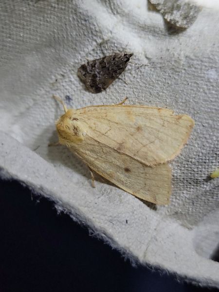 Enargia paleacea  - Thomas Lux
