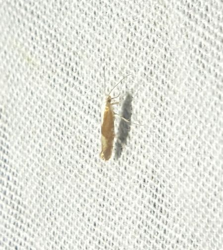 Argyresthia albistria 