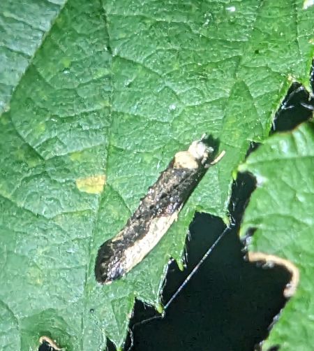 Monopis monachella 