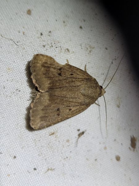 Amphipyra tragopoginis  - Thomas Lux