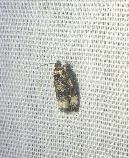 Endothenia sp. 