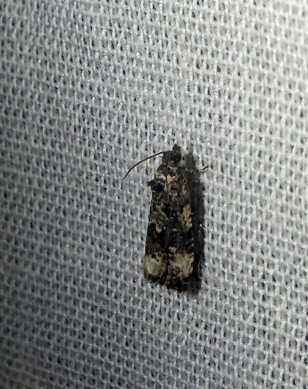 Endothenia sp. 