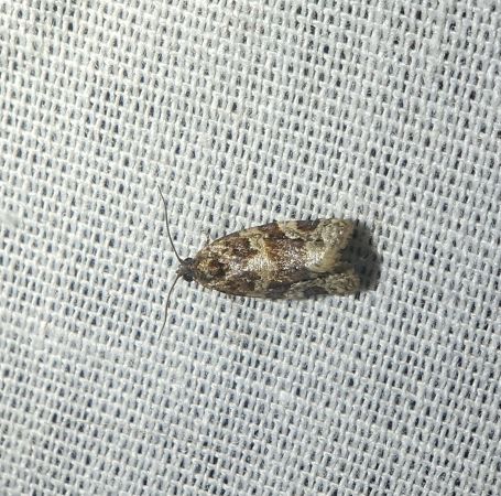 Argyrotaenia ljungiana 