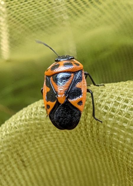 Eurydema dominulus 