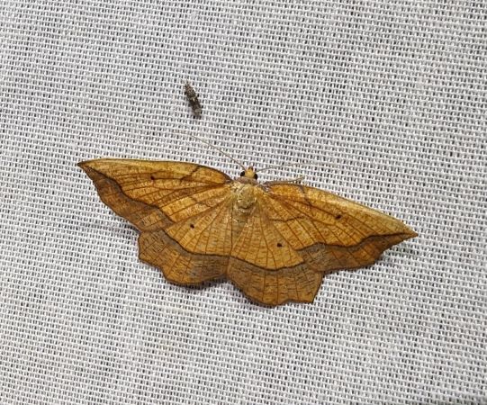Epione repandaria 