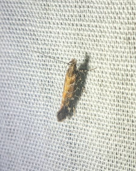 Aristotelia ericinella 