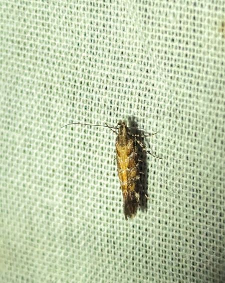 Aristotelia ericinella 
