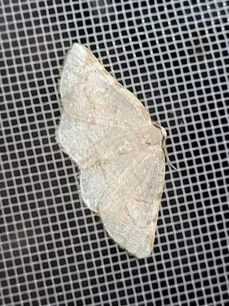Stegania trimaculata  - Thomas Lux
