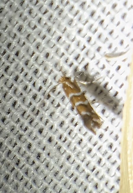 Cameraria ohridella 