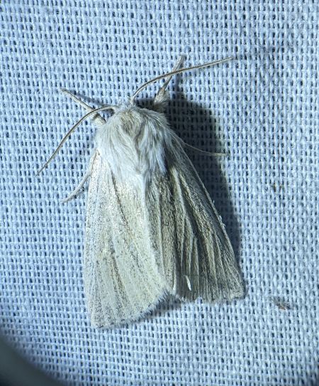 Noctuelle veineuse 