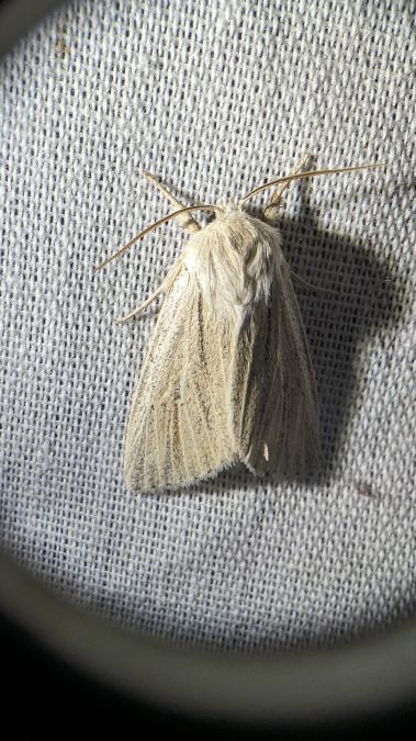 Noctuelle veineuse 