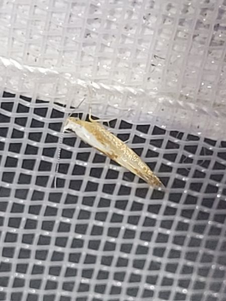 Argyresthia pruniella  - Thomas Lux